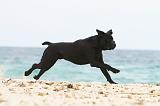 CANE CORSO 648